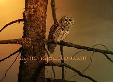 Hemlock Haunt - Barred owl by Raymond Easton
