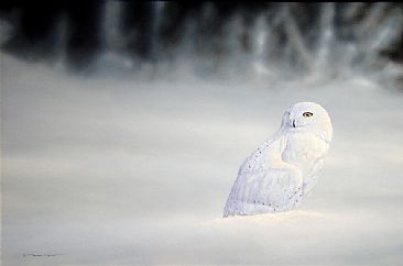 Boreal Phantom - Snowy owl by Raymond Easton