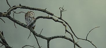 Eventide - Eastern screech owl by Raymond Easton