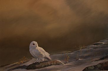 Tundra Twilight - Snowy owl by Raymond Easton
