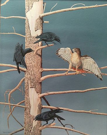 Morning Menace - Red Tailed Hawk & Crows by Raymond Easton