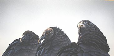 Natural Order - Black vultures by Raymond Easton