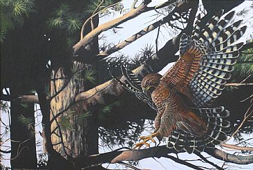 Silent Descent - Red-shouldered hawk by Raymond Easton