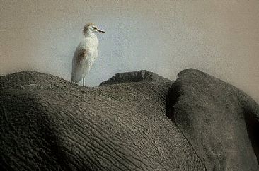 Cattle Egret (A) - Cattle Egret, Elaphant by Douglas Aja