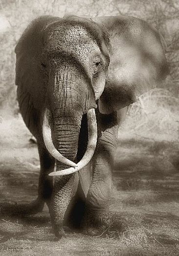 Through the Shadows (A) - African Elephant by Douglas Aja