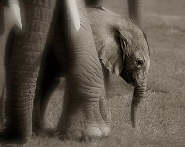 Young Calf (A) - African Elephant by Douglas Aja