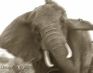 AngryMatriarch - African Elephants by Douglas Aja