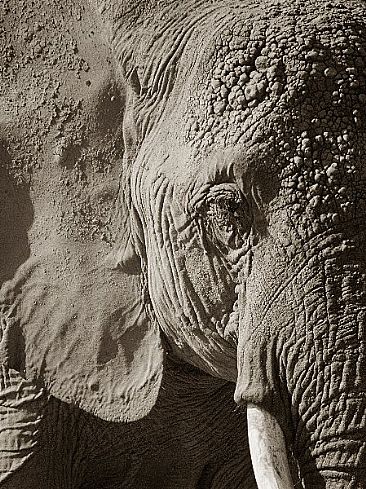 Portrait of Echo (sepia) - African Elephant by Douglas Aja