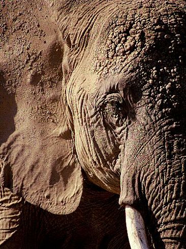 Portrait of Echo (color) - African Elephant by Douglas Aja