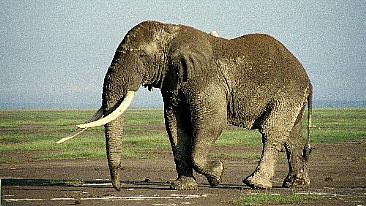 Musth Bull (color) - African Elephant by Douglas Aja