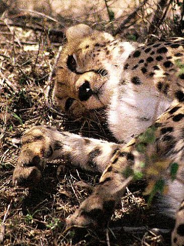 Mara Cheetah (color) - Cheetah by Douglas Aja