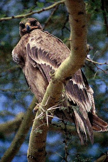 Tawny Eagle (color) - Tawny Eagle by Douglas Aja