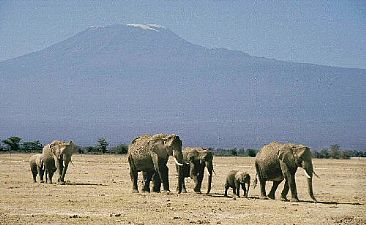 The Dry Season (color) - African Elaphant & Kilimanjaro by Douglas Aja