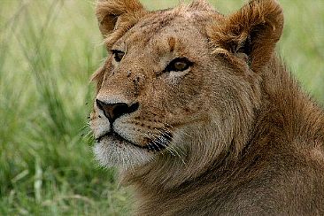 Young Lion (color) - African Lion by Douglas Aja