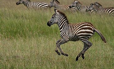 Baby Zebra (color) - Plains Zebra by Douglas Aja