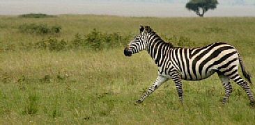 Running Zebra (color) - Plains Zebra by Douglas Aja