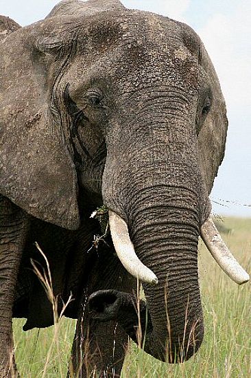 Mara Matriarch (color)  - African Elephant by Douglas Aja