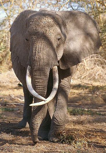 Through the Shadows (color) - African Elephant by Douglas Aja