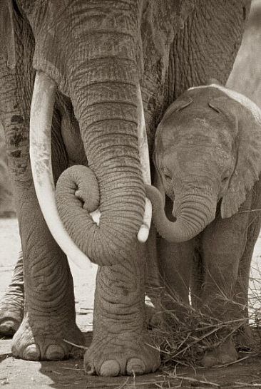 Elephant Mother & Calf (Sepia) - African Elephant by Douglas Aja