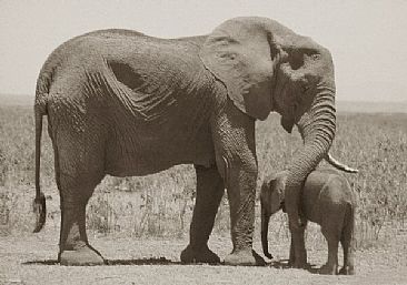 Victim of the Drought (sepia) - African Elephant by Douglas Aja