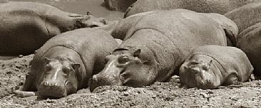 Sun Bathers (sepia) - Hippopotamus by Douglas Aja