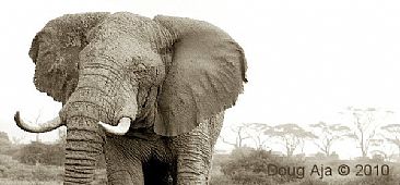 Amboseli Bull - African Elephant by Douglas Aja