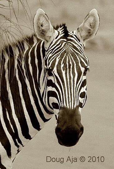 Zebra Portrait - Grant's Zebra by Douglas Aja