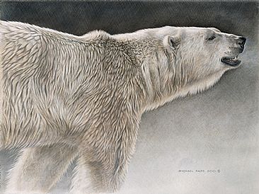 Polar Bear Study - Original drawing has been sold. Limited edition gicle watercolour paper print of Polar Bear Study is available for $199.00 framed. by Michael Pape