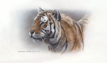 Siberian Tiger Study - Siberian Tiger - Original Acrylic Painting / Study has been sold. Limited edition canvas giclée print is avilable for $199.00 framed. by Michael Pape