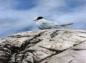 Arctic Tern - Arctic Tern by Bo Lundwall