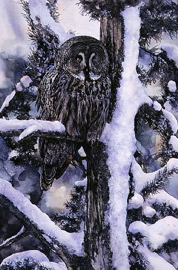 Great Gray Owl - Great Gray Owl by Bo Lundwall