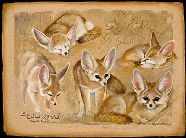 Study of a Sand Fox - Sand Fox by Pollyanna Pickering