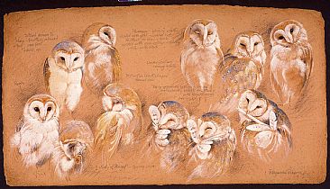 Study of a barn owl - Barn Owl by Pollyanna Pickering