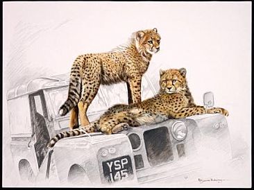Young Explorers - cheetahs by Pollyanna Pickering