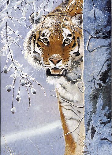 Amur Tiger - Amur Tiger by Pollyanna Pickering