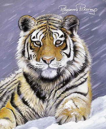 Land of the snow Tiger - Amur Tiger by Pollyanna Pickering