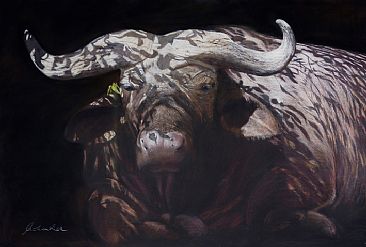 All Bull - African Buffalo by Pete Marshall