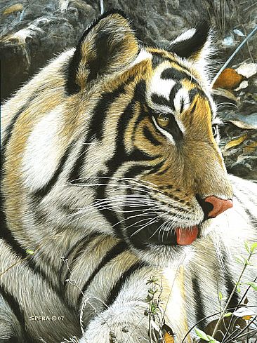 Age Of Curiousity - Tiger Cub by Edward Spera
