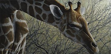 Amongst The Thorns - Giraffe by Edward Spera