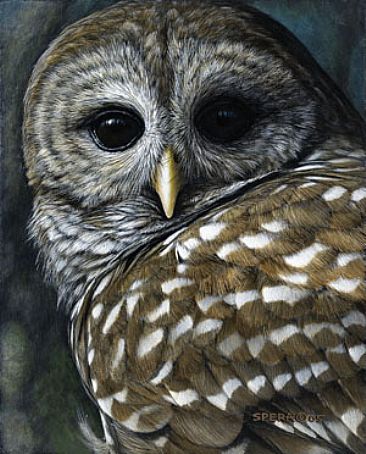 Barred Owl -  by Edward Spera