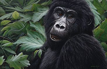 Bwindi #2 - Mountain Gorilla - Young Male by Edward Spera
