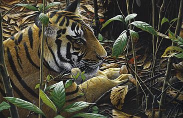 Camouflage - Bengal Tiger by Edward Spera