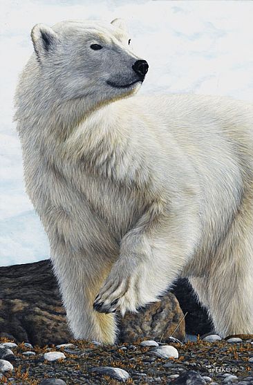 Caught in Mid-Step - Polar Bear by Edward Spera