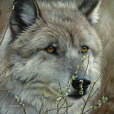 Dreamcatcher - Grey Wolf by Edward Spera