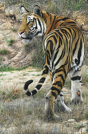 Extinction Is Forever - Tigress by Edward Spera