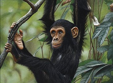 Gombe Girl - Young Chimpanzee by Edward Spera