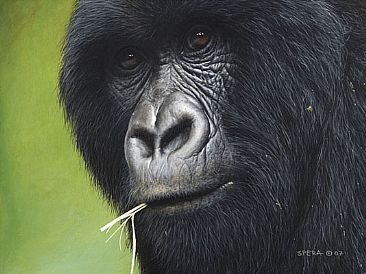 Good Ol' Boy - Mountain Gorilla by Edward Spera
