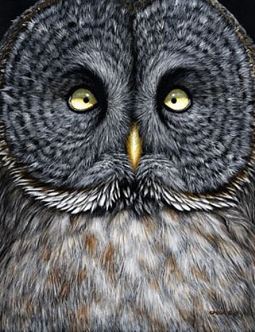 Great Grey - Grea Grey Owl by Edward Spera