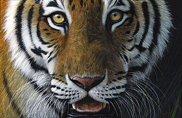 Heir To The Throne - Bengal Tiger by Edward Spera