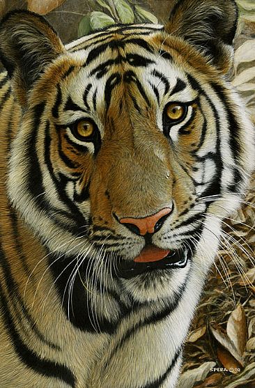 Mischief - Tiger by Edward Spera